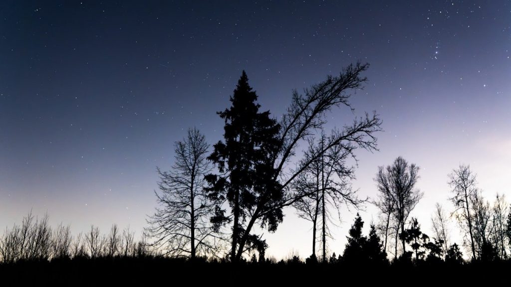 Silhouettes of trees against a starry night sky